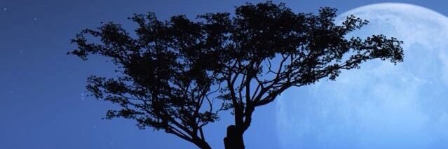 mmonky8's profile banner image