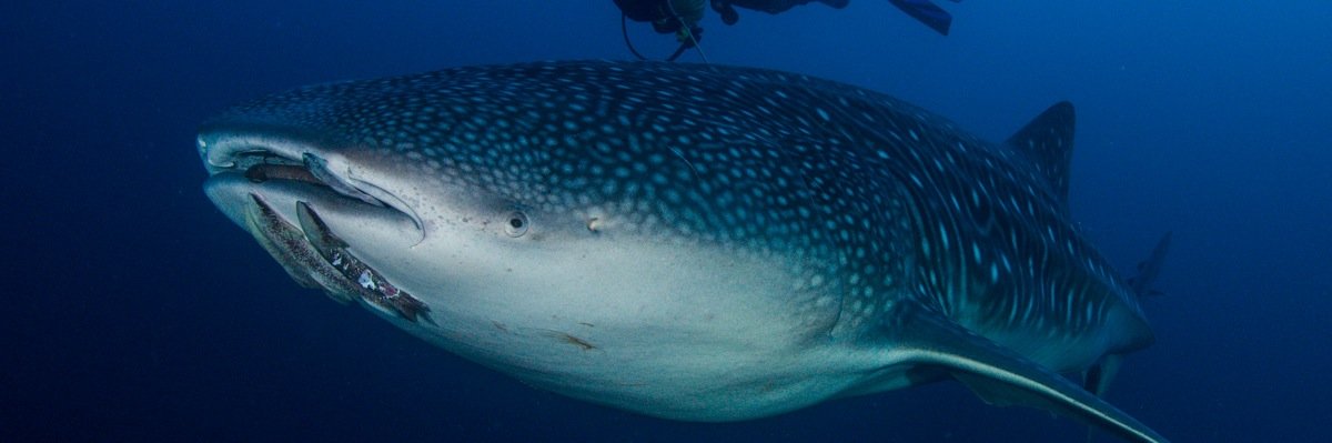 cocosislanddiving banner