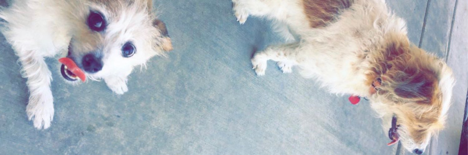 stephxohaven's profile banner image