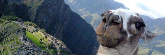 PSLlama's profile banner image