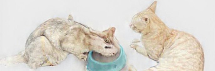 SELH1's profile banner image