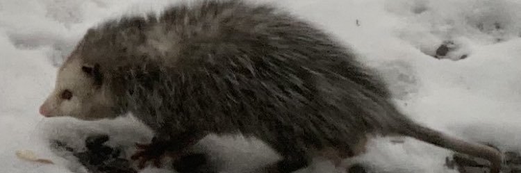 readymnfreddy's profile banner image