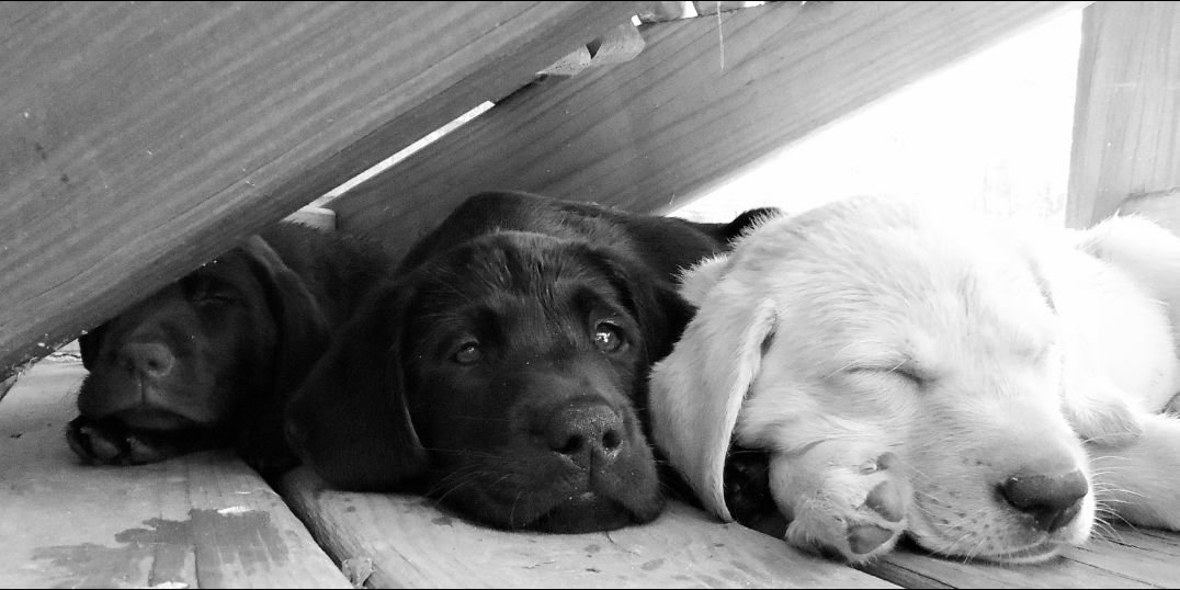 thebarkngypsy's profile banner image
