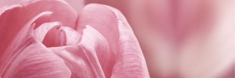 PoppysProject's profile banner image
