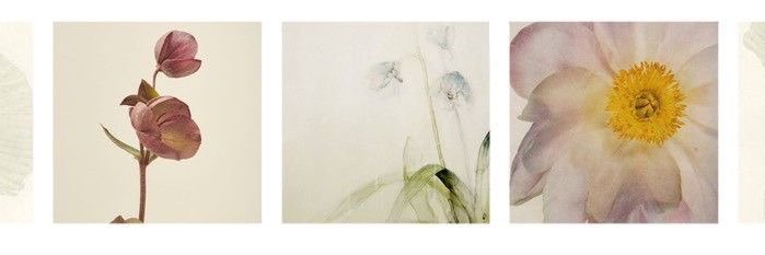 aya𐔌՞. .՞𐦯🫐 banner