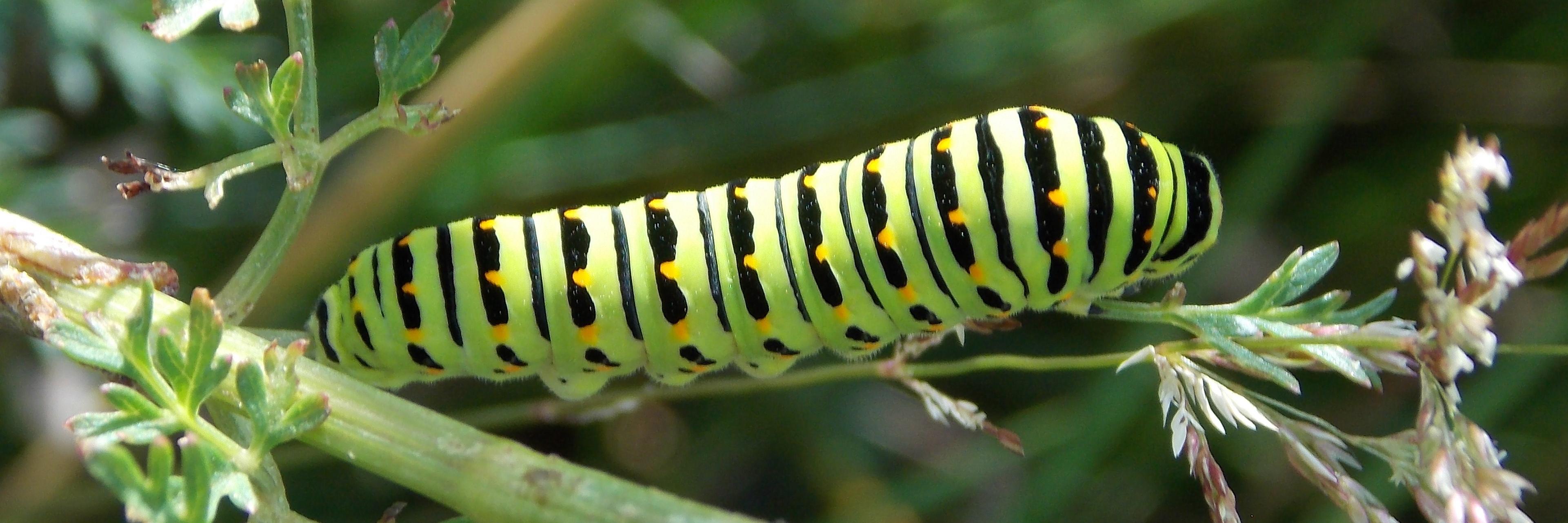 The British Nature Guide's banner