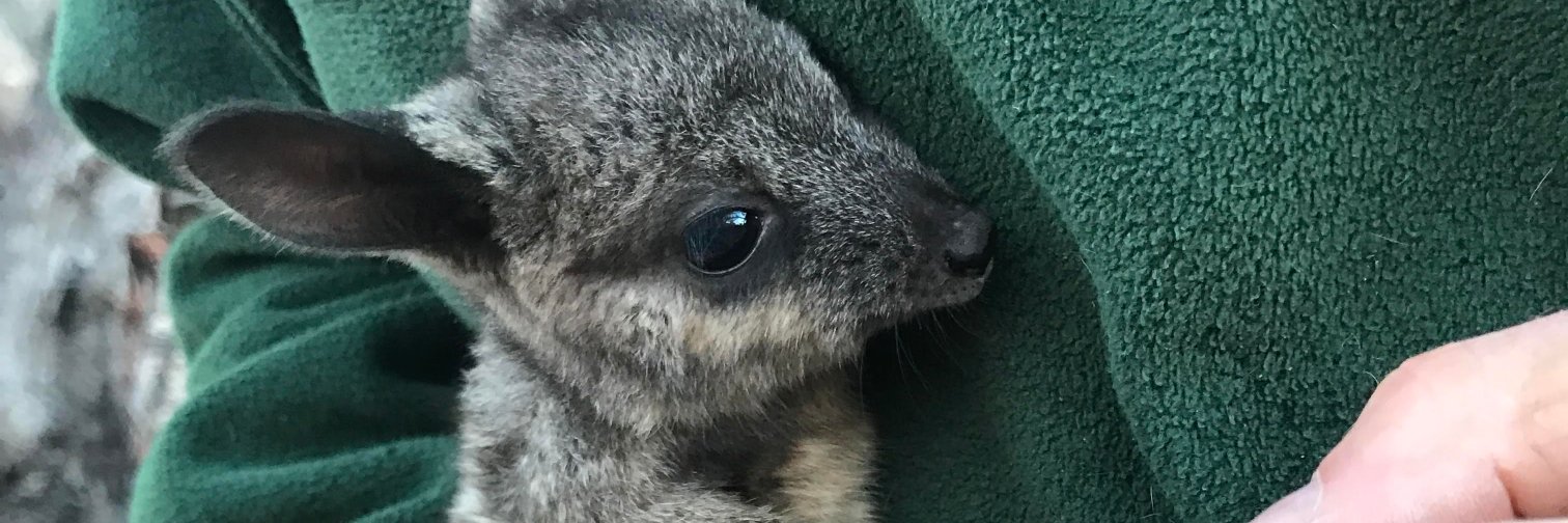 Trish Fleming banner