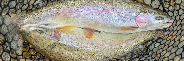 RA_Dillon Profile Banner