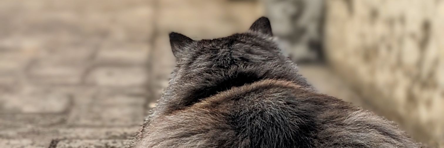 Bashirsial89's profile banner image