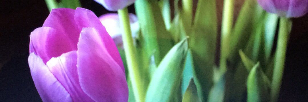 shelleymac61's profile banner image