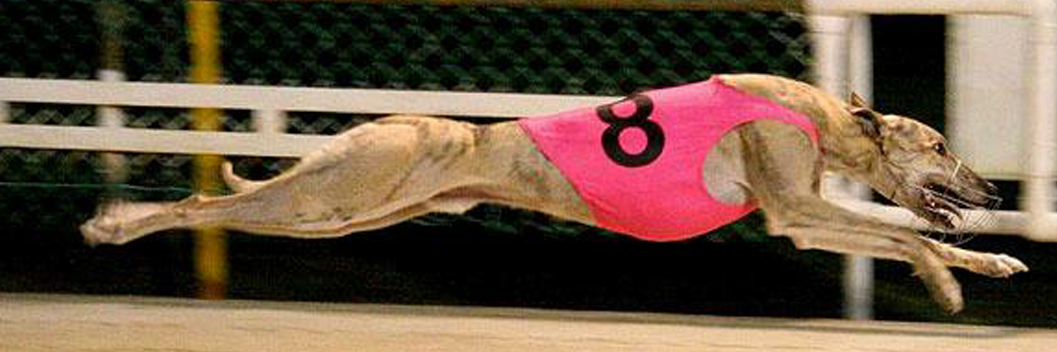 RaptInRacing's profile banner image