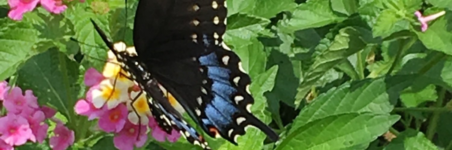 StephHarpman's profile banner image