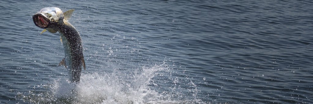 MadisonCapt's profile banner image