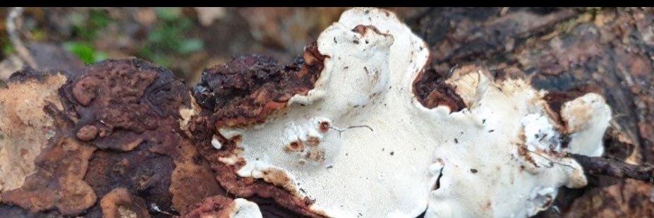 Blessing Durodola banner