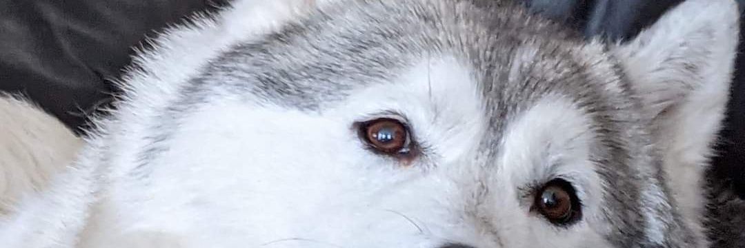 Emodelldaman's profile banner image