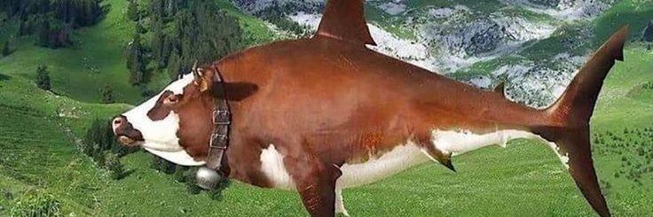 vtpreira's profile banner image