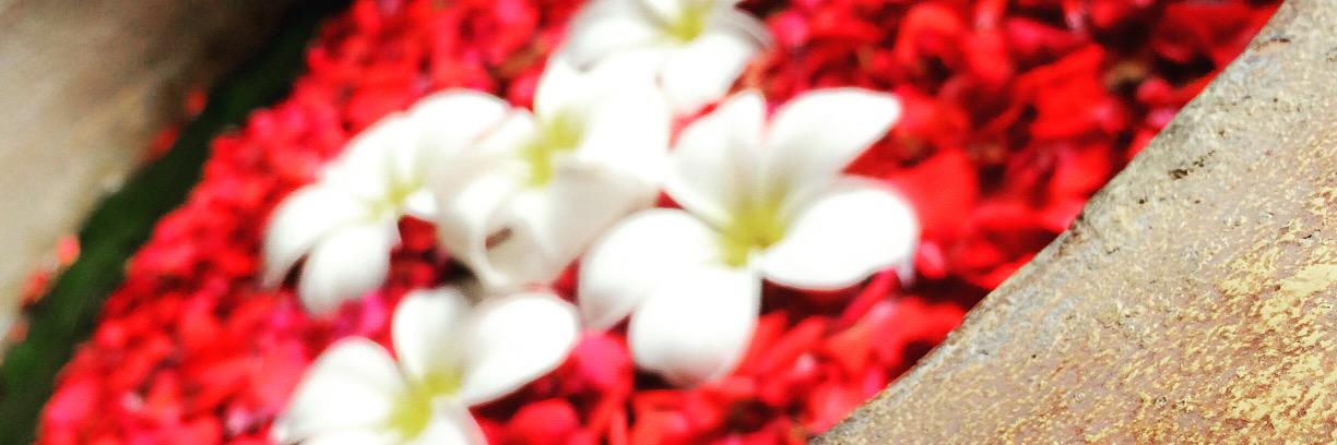 Juliet_pami's profile banner image