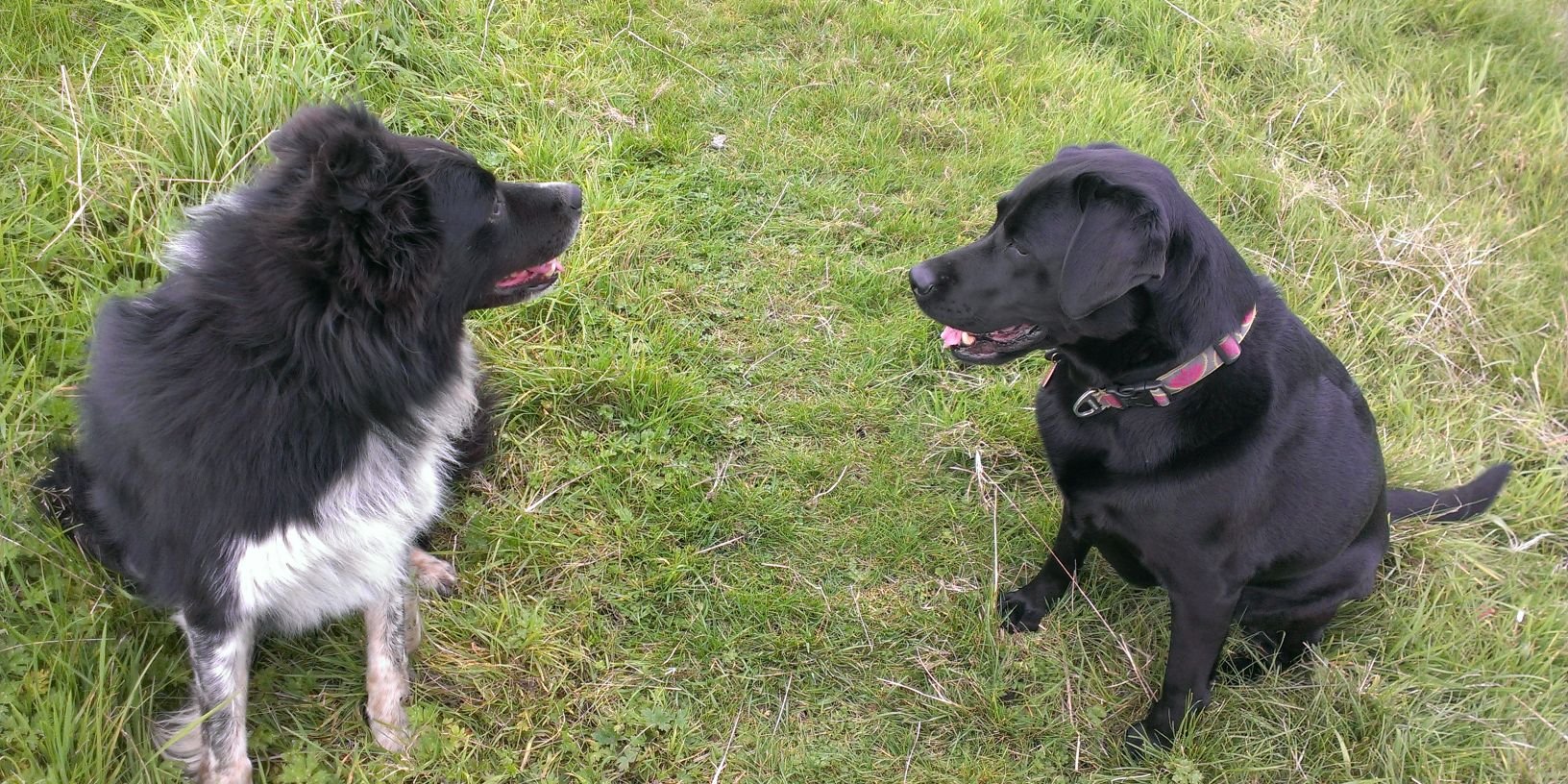 naomisharples  banner