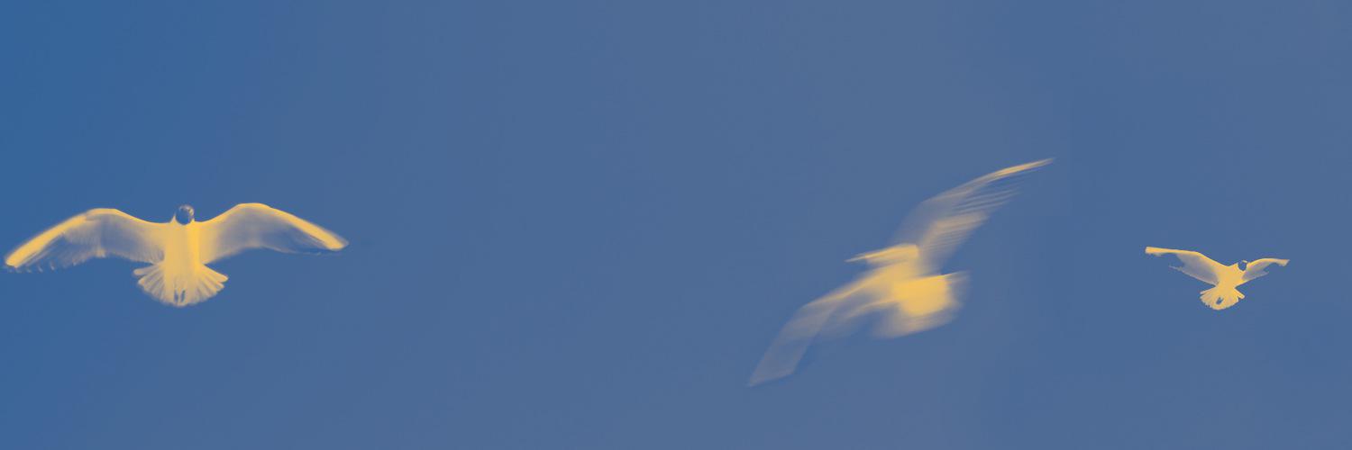 Copperleafprint's profile banner image