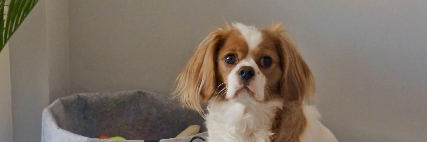 Dano🔴⚪️ banner