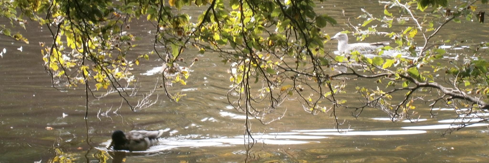 Lucía L. Cano Sanz banner