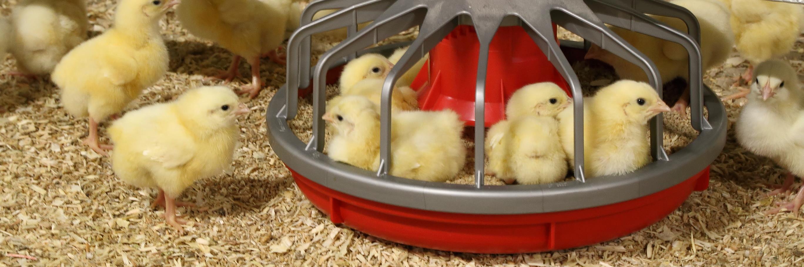 Michaela Ann Gourlay banner