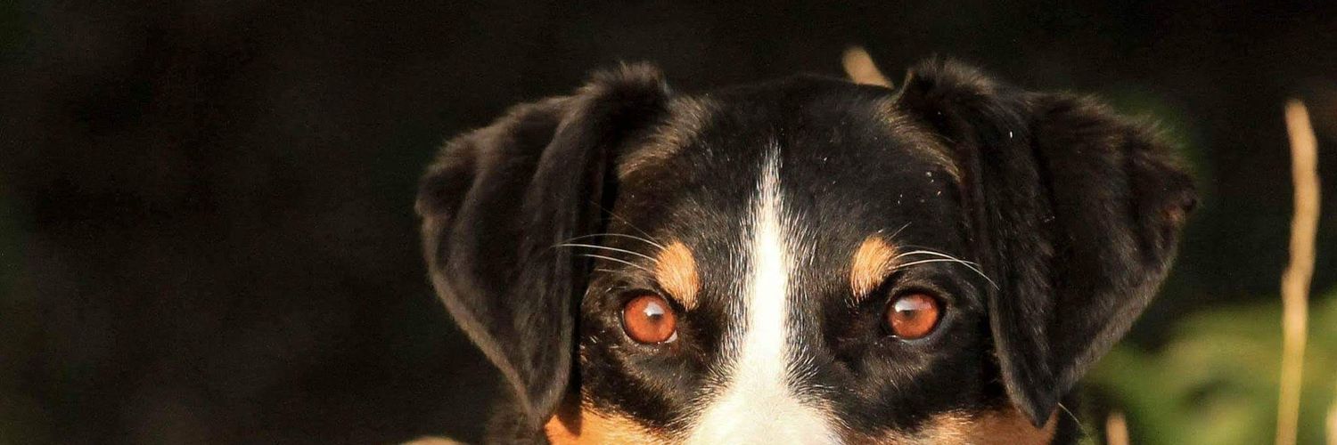 Thinder doggo banner