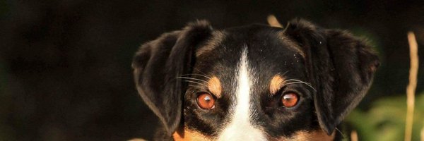 Thinder_Doggo Profile Banner