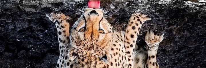 Dr. JuWOn TiGgA 🇬🇧 banner