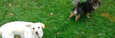PetBucketList's profile banner image