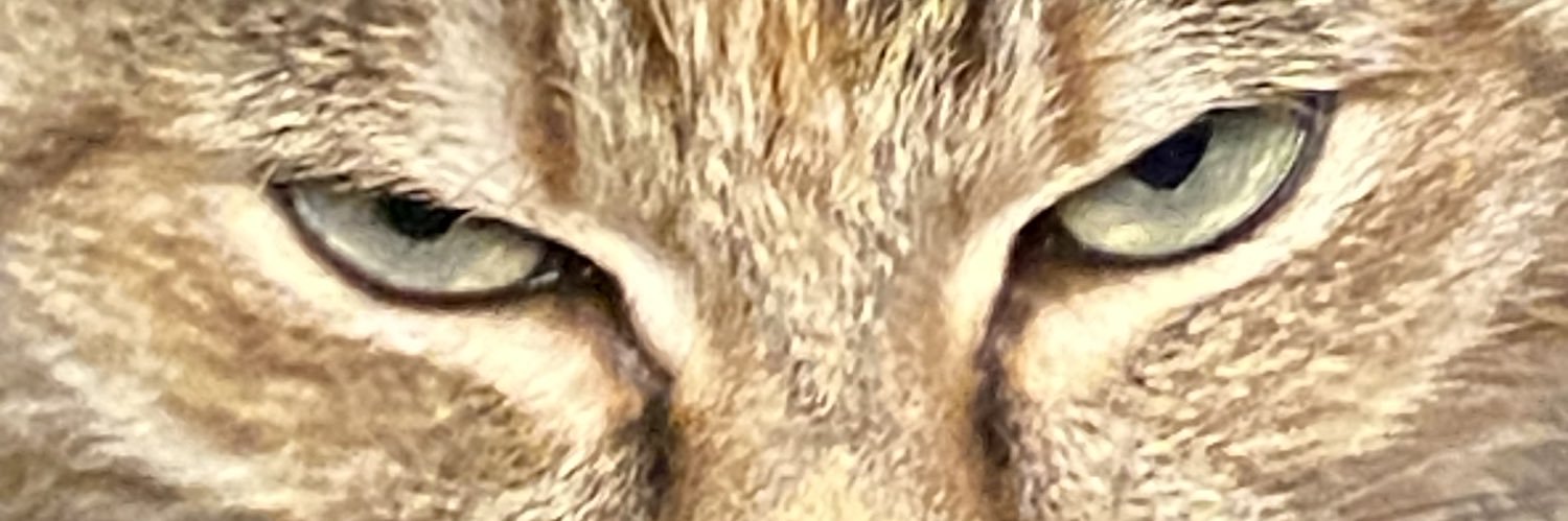 boon_8810's profile banner image