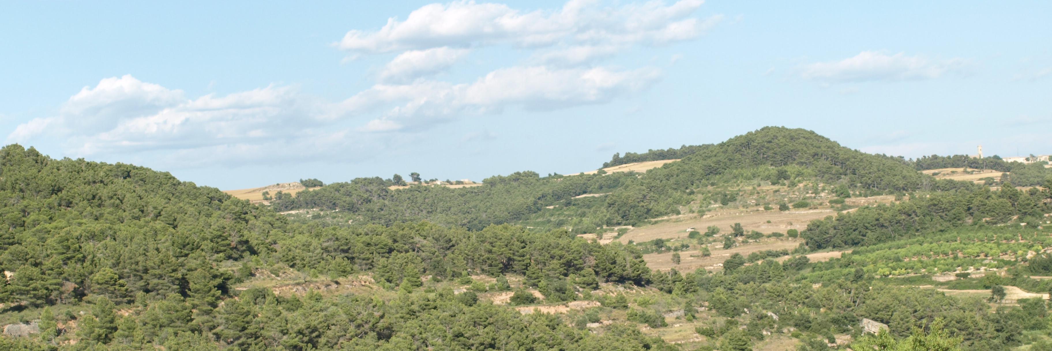 Rocallauracafè banner