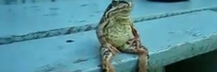 erickpekles's profile banner image