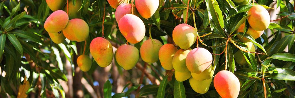 savanifarms's profile banner image