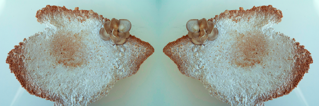 Zooetics's profile banner image