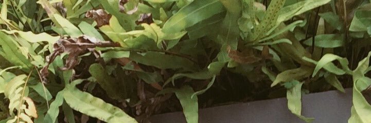 kamolwanmay's profile banner image