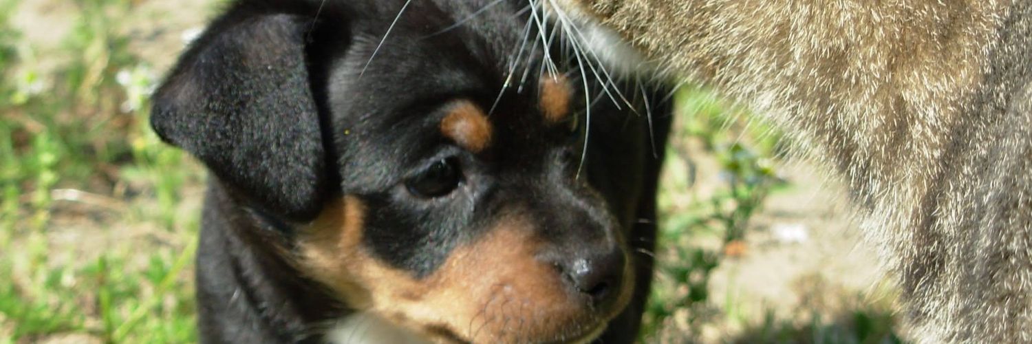 roca_torrent's profile banner image