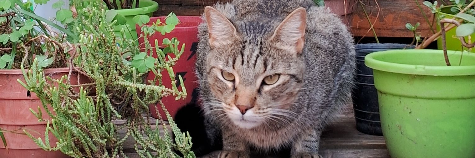 cataciribe's profile banner image