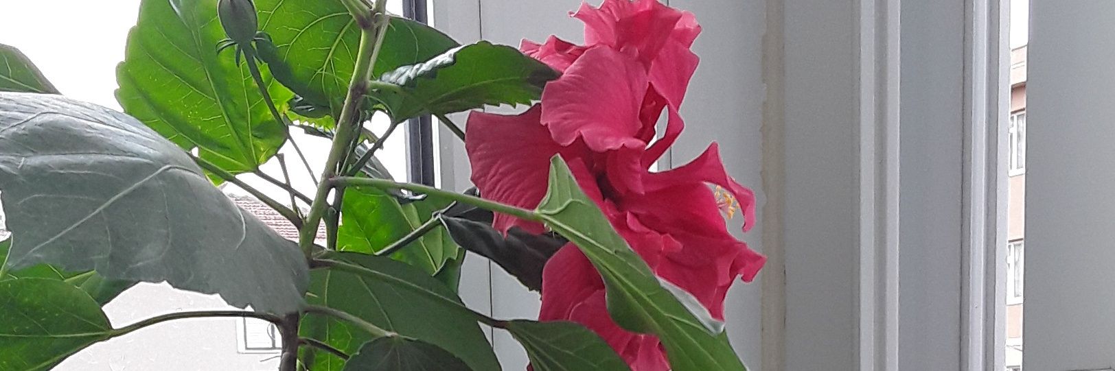 zehra_44's profile banner image