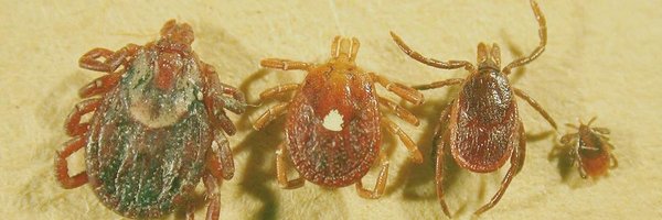 SPaskewitz Profile Banner