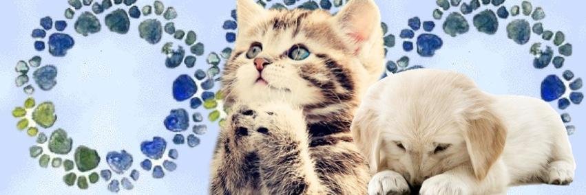 Power Of The Paw! banner