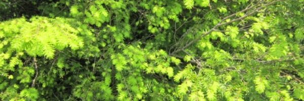 Daem Profile Banner