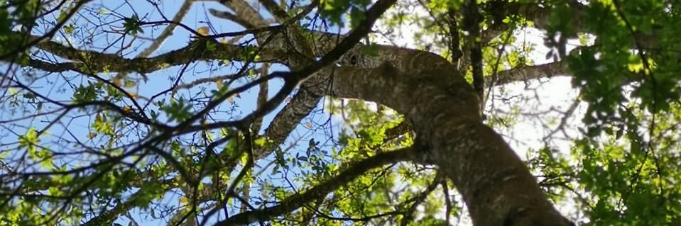 CalebPichardo's profile banner image