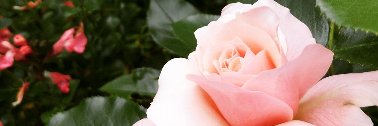 VannierAdelaide's profile banner image