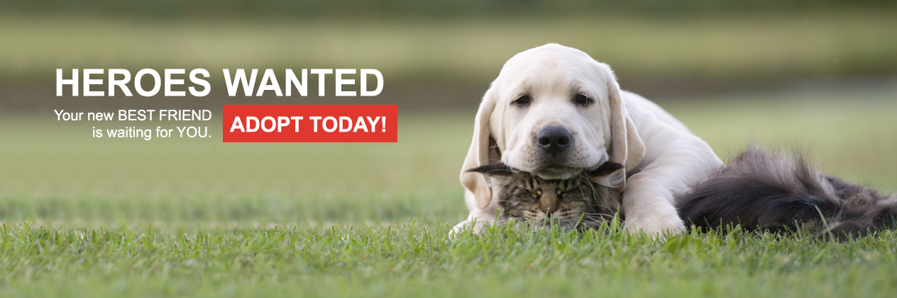 SiouxlandHumane's profile banner image
