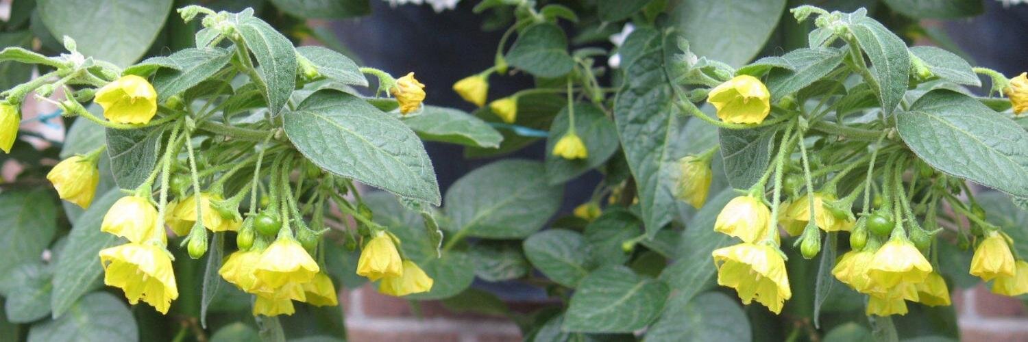 WildChilli.EU banner