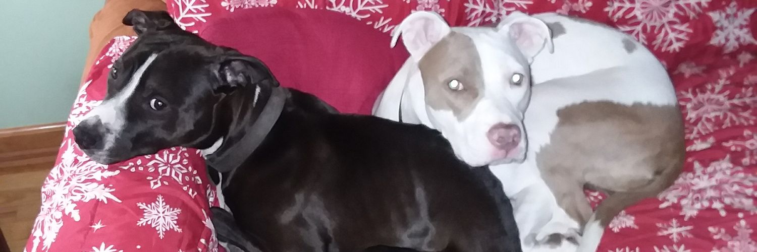 susan osborne banner