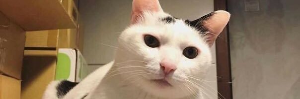 PizzaHammer_'s profile banner image