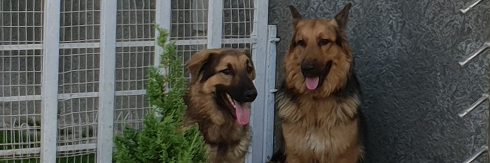 Apostolos #MakeNigeriansFreeAgain banner