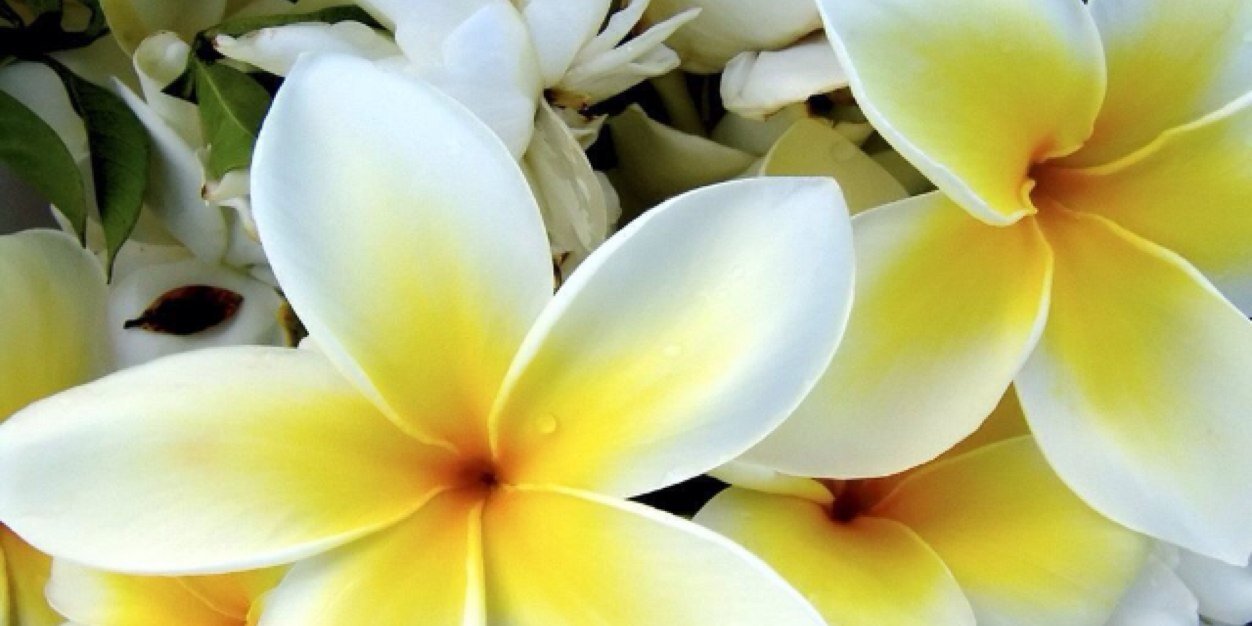 BubblyBows_'s profile banner image